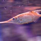 Il Pesce trombetta (Macroramphosus scolopax). Foto di Dmitriy Konstantinov

